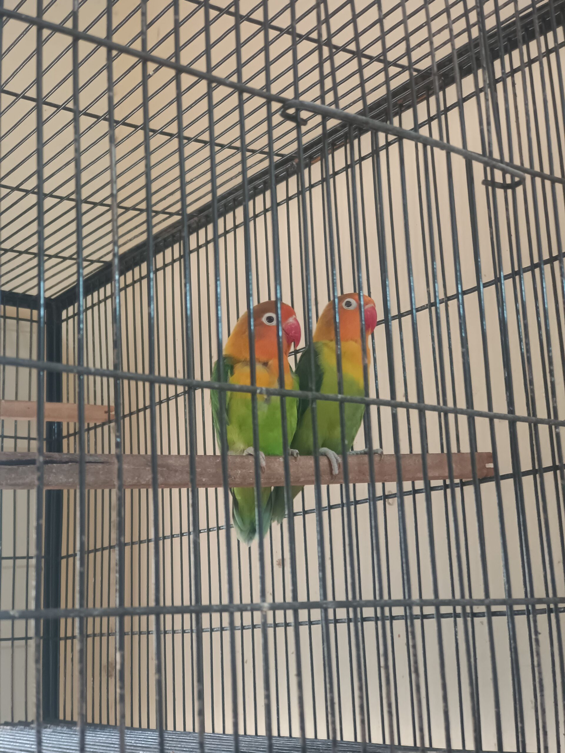 Green fisher love birds