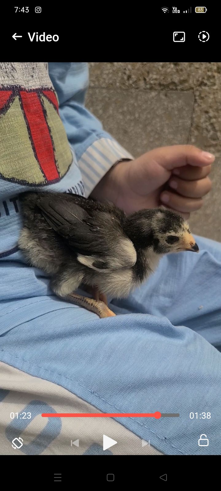 Pure German Shamo Chick 18 din ka bacha aur Thai Aseel breeder female