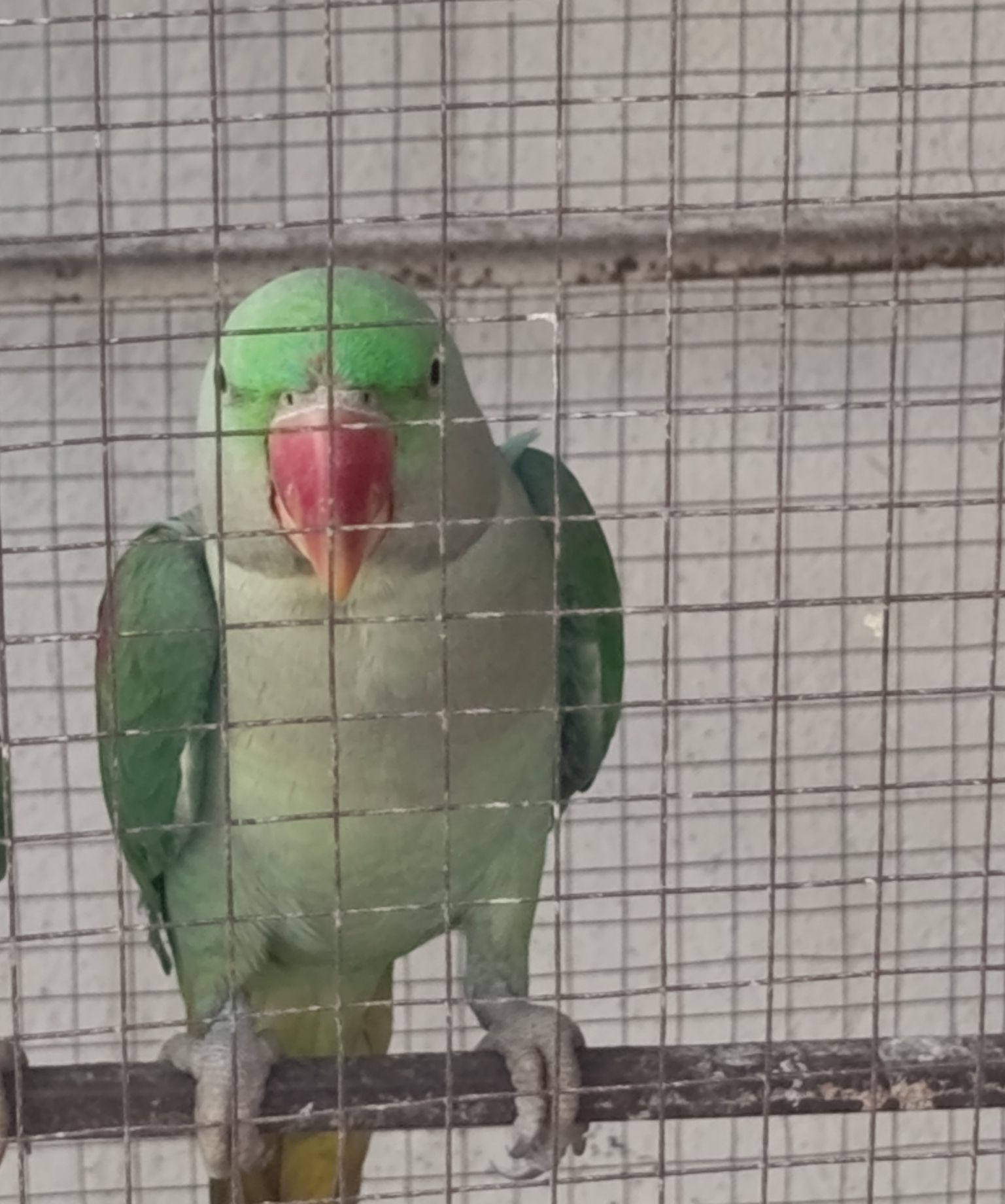 Raw kashmiri male hand tamed Parrot age 2 years