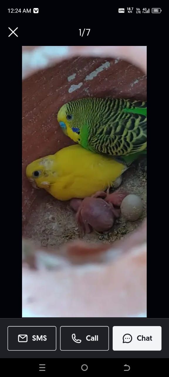 Breeder pairs|budgies|bugri with chicks