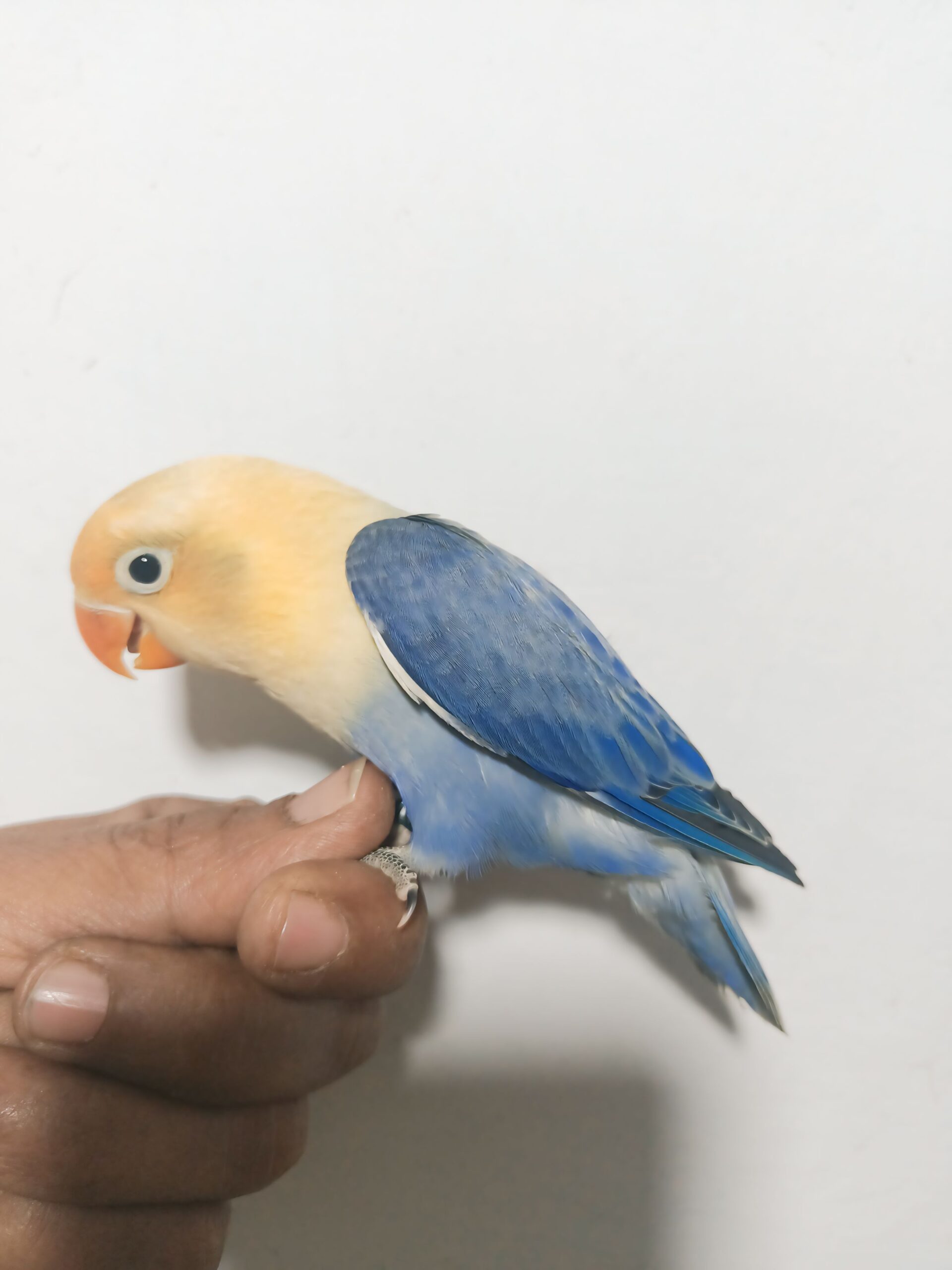 Violet Parblue Opaline split pf