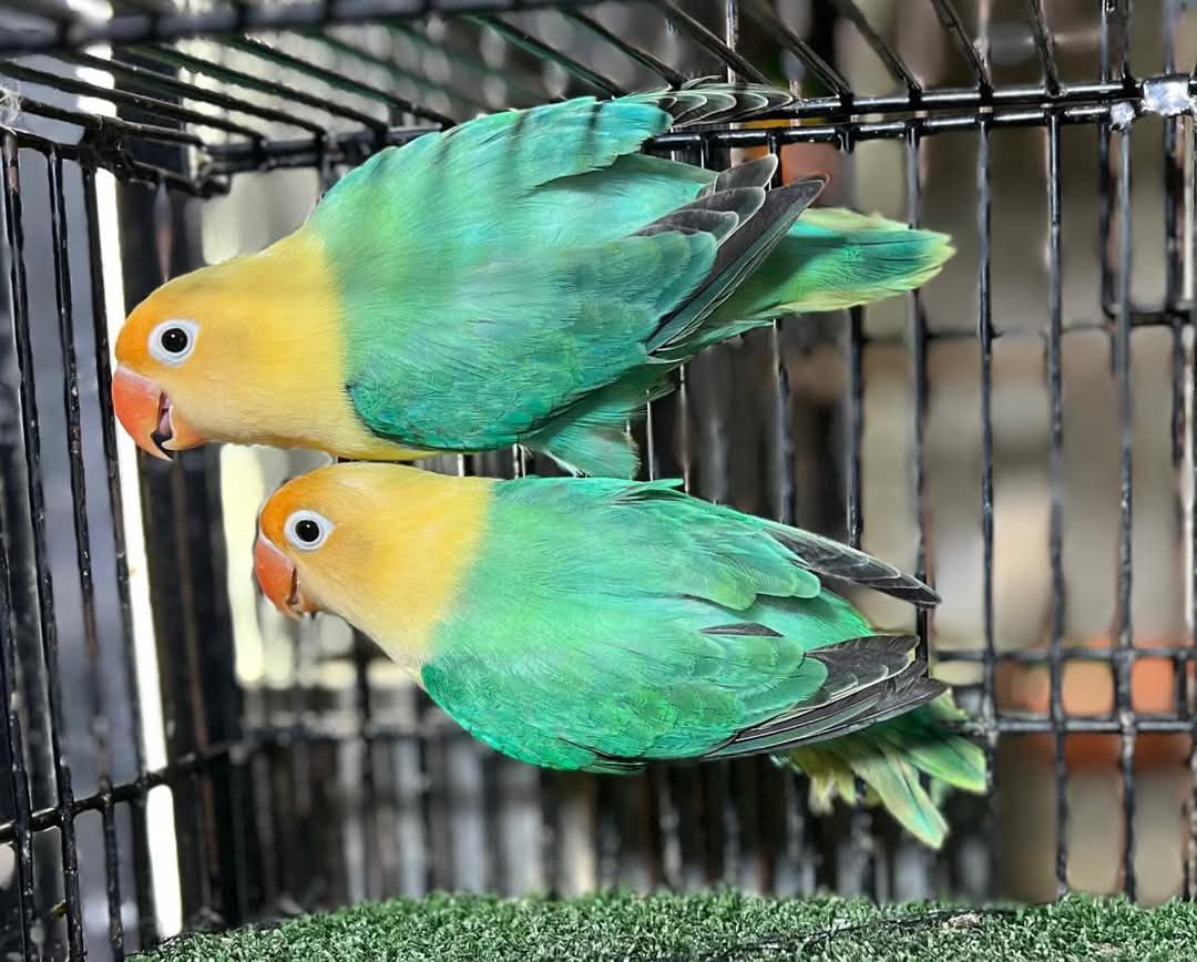 Love Birds