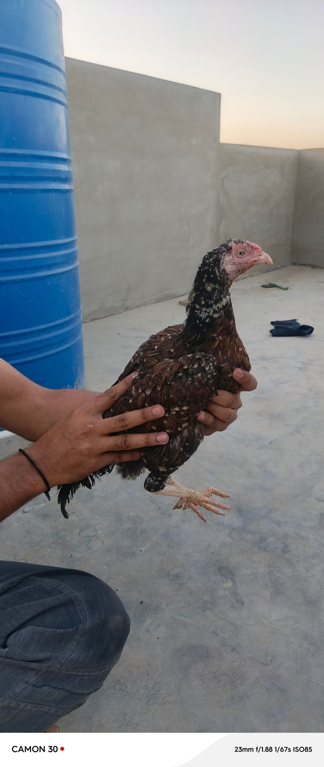 Aseel for sale mix breed mia wali and jageeri
