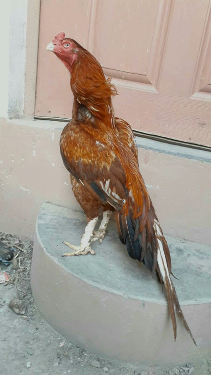 New entry birds