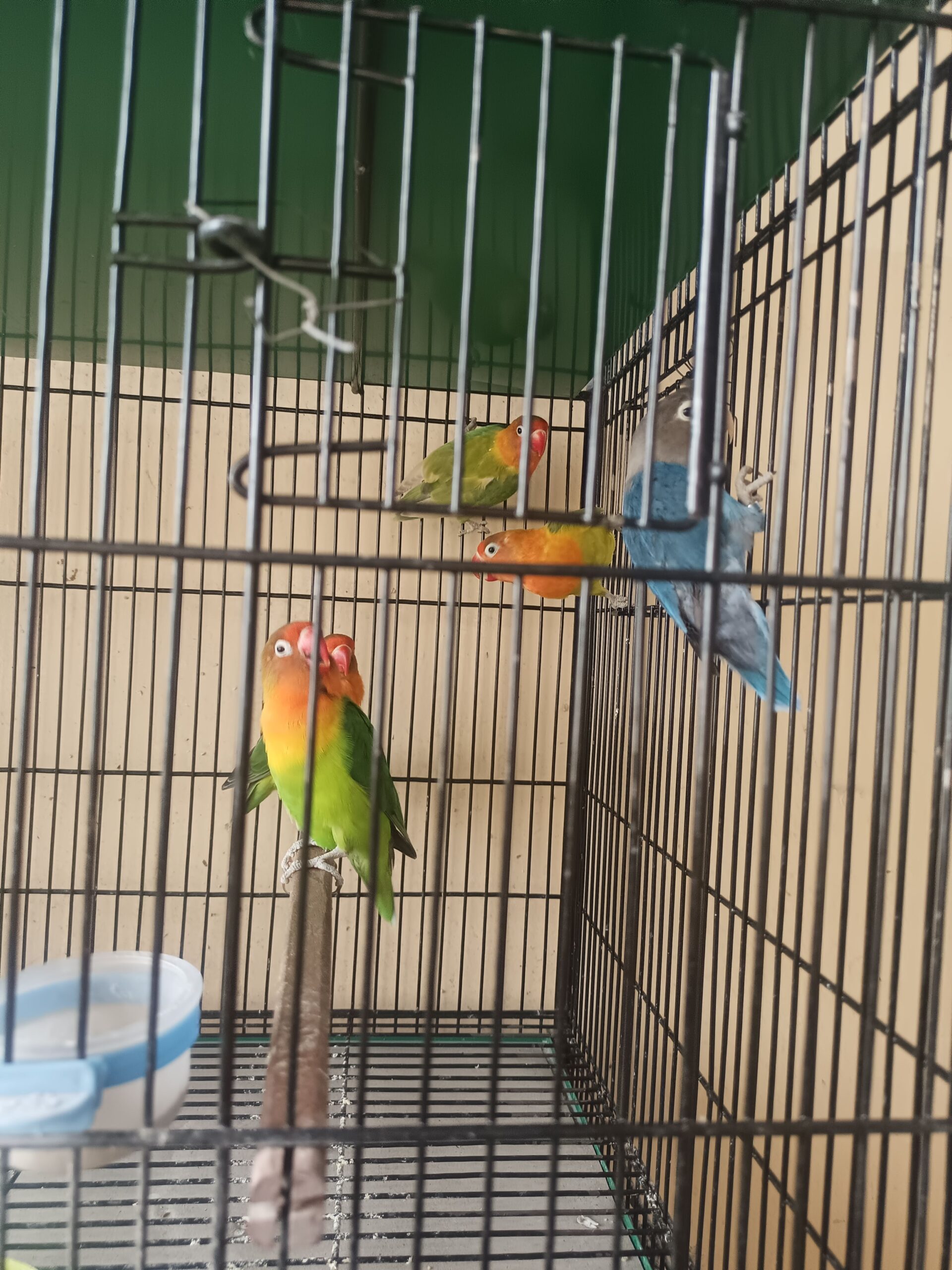 Love birds green fisher