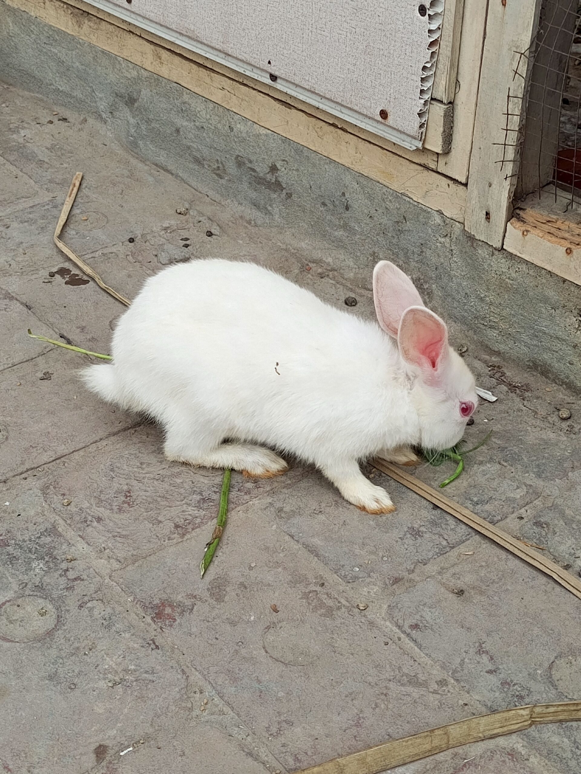 Rabbits bunnies