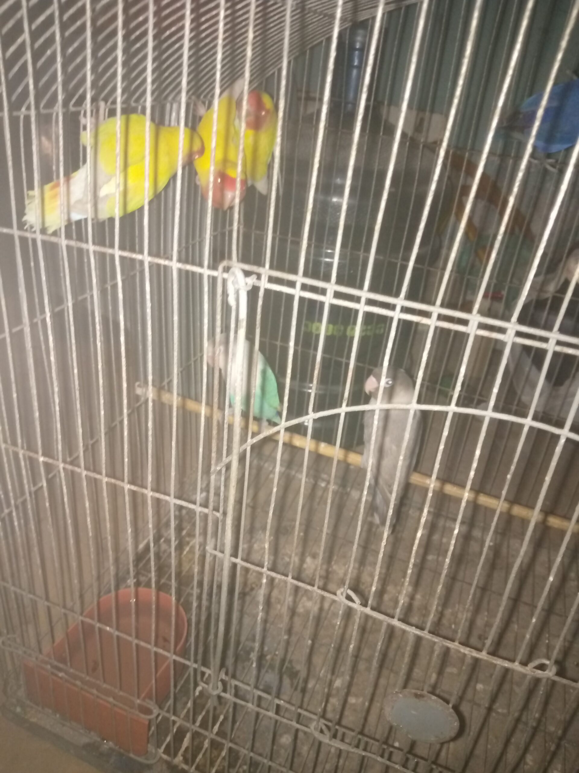 Home breeder pair albinoo split red eye female 3500 lotion pair with chick prize 6000 blue fishery pair 4500 and 3 adult 1 pastel green and 2 fishery each piece 1500
