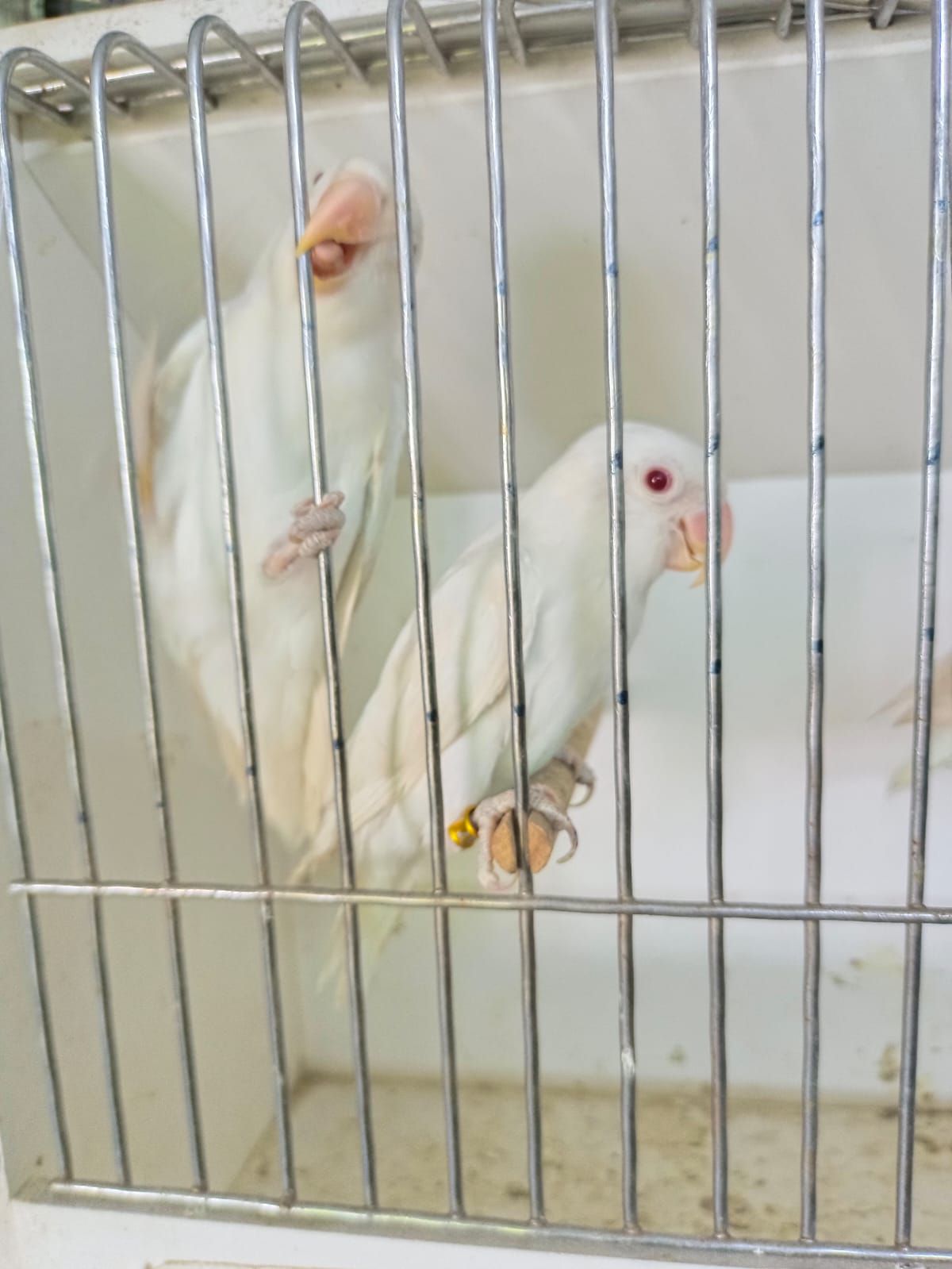 Love Birds