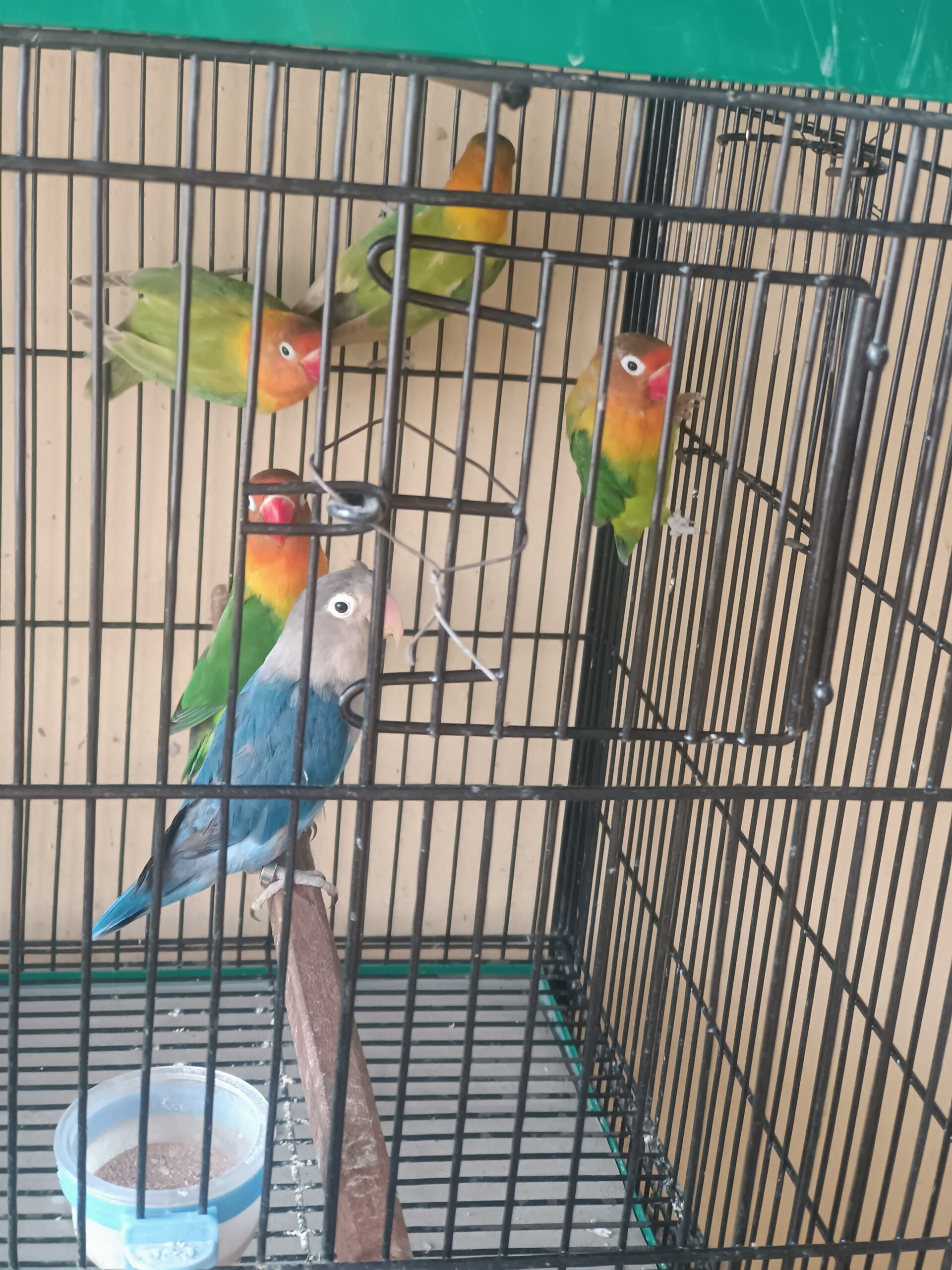 Love birds green fisher
