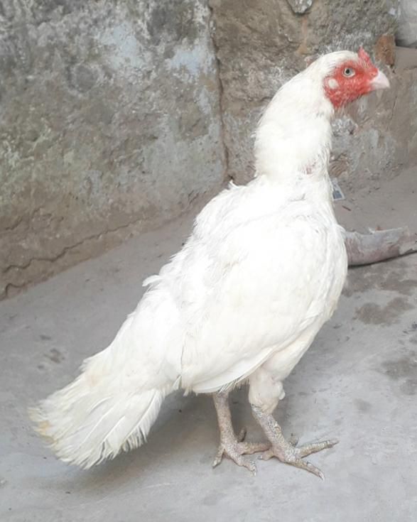 New entry birds