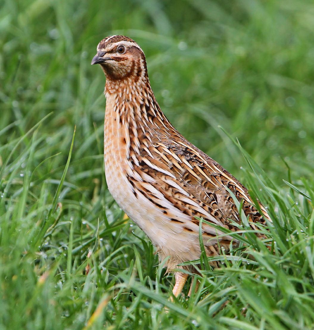 Quail for sale