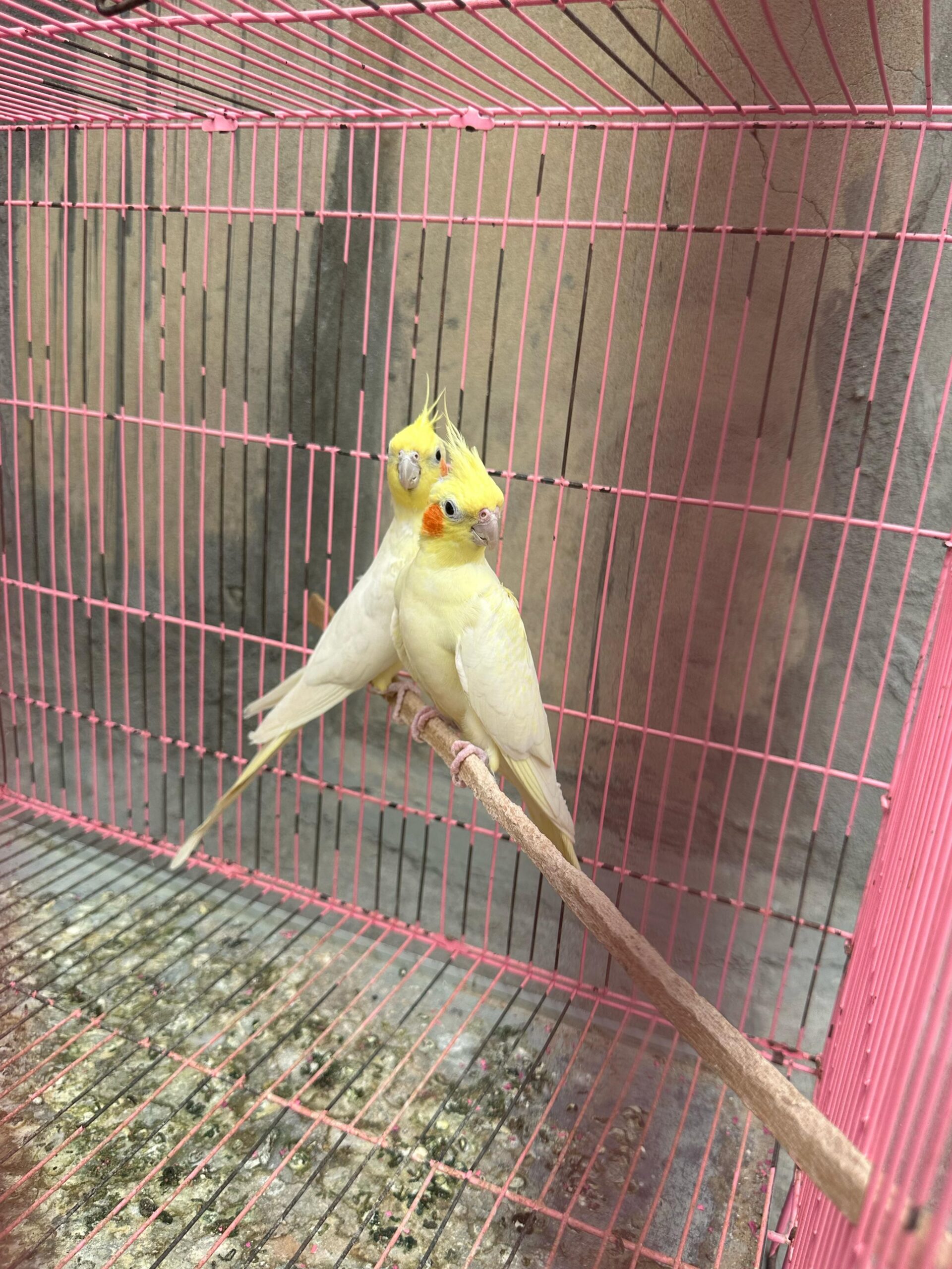 Parrot is available for sale