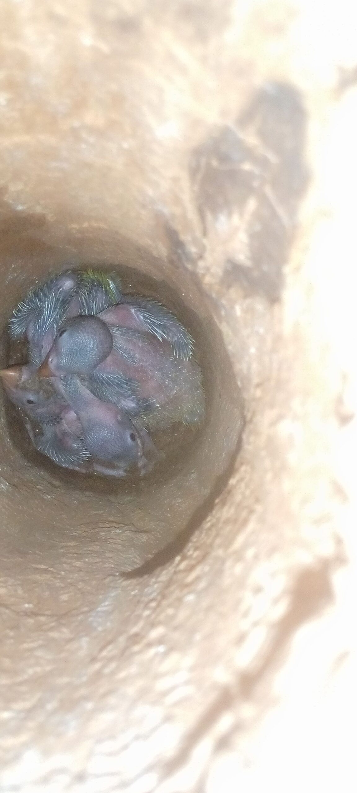 Ringneck chick sale