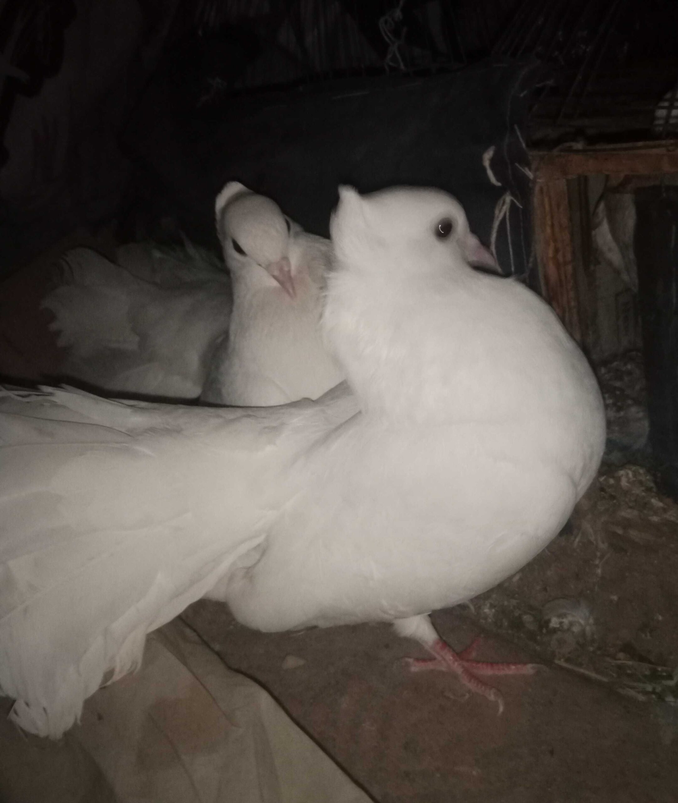 Pigeons