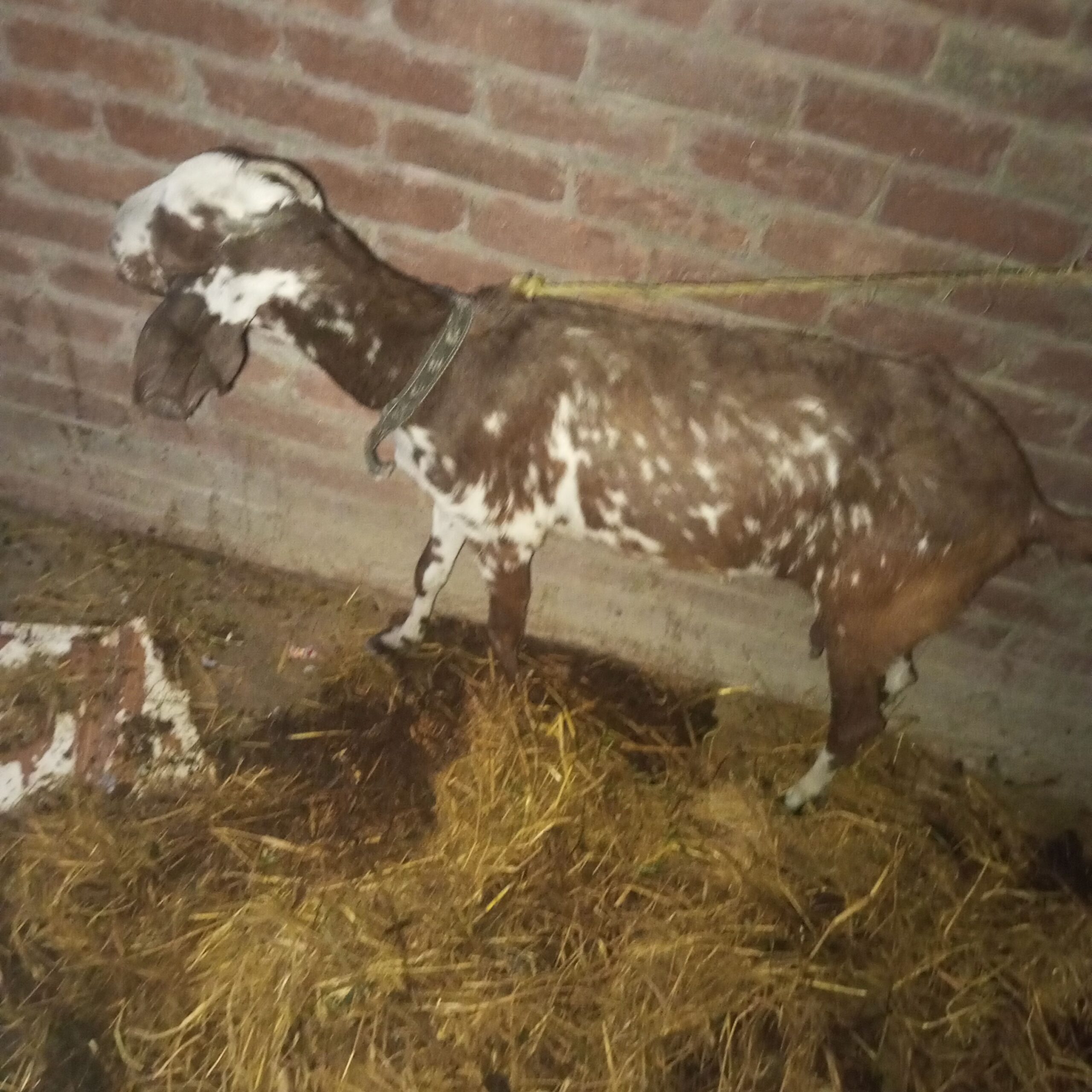 1 bakri 1 teddy Bakra 1 chota bakra