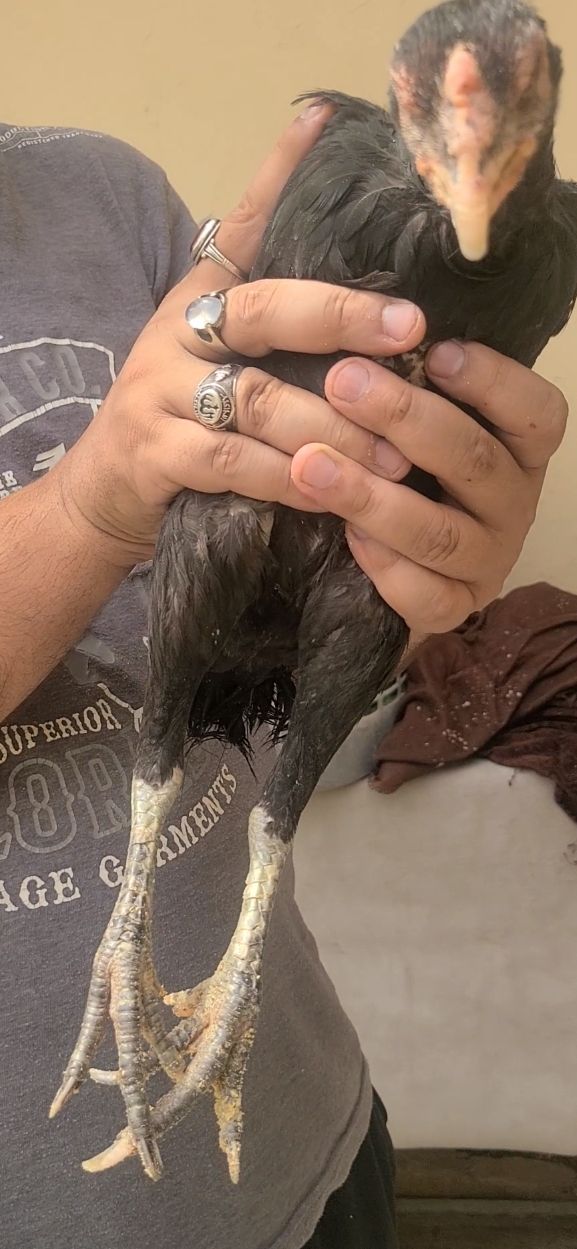 Pure German Shamo Chick 18 din ka bacha aur Thai Aseel breeder female