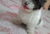Coton de Tulear puppy