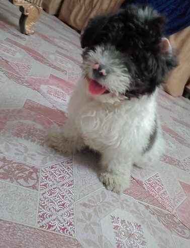 Coton de Tulear puppy