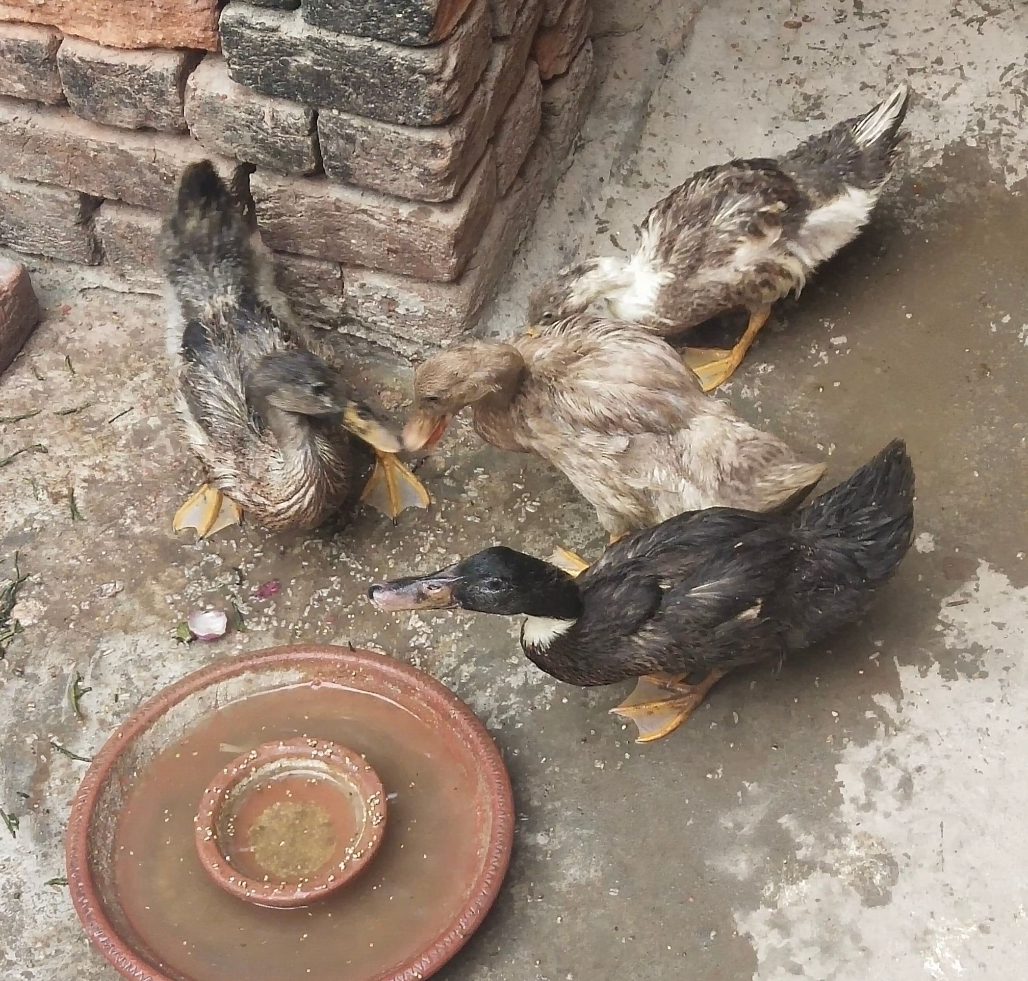 4 duk seel krne h