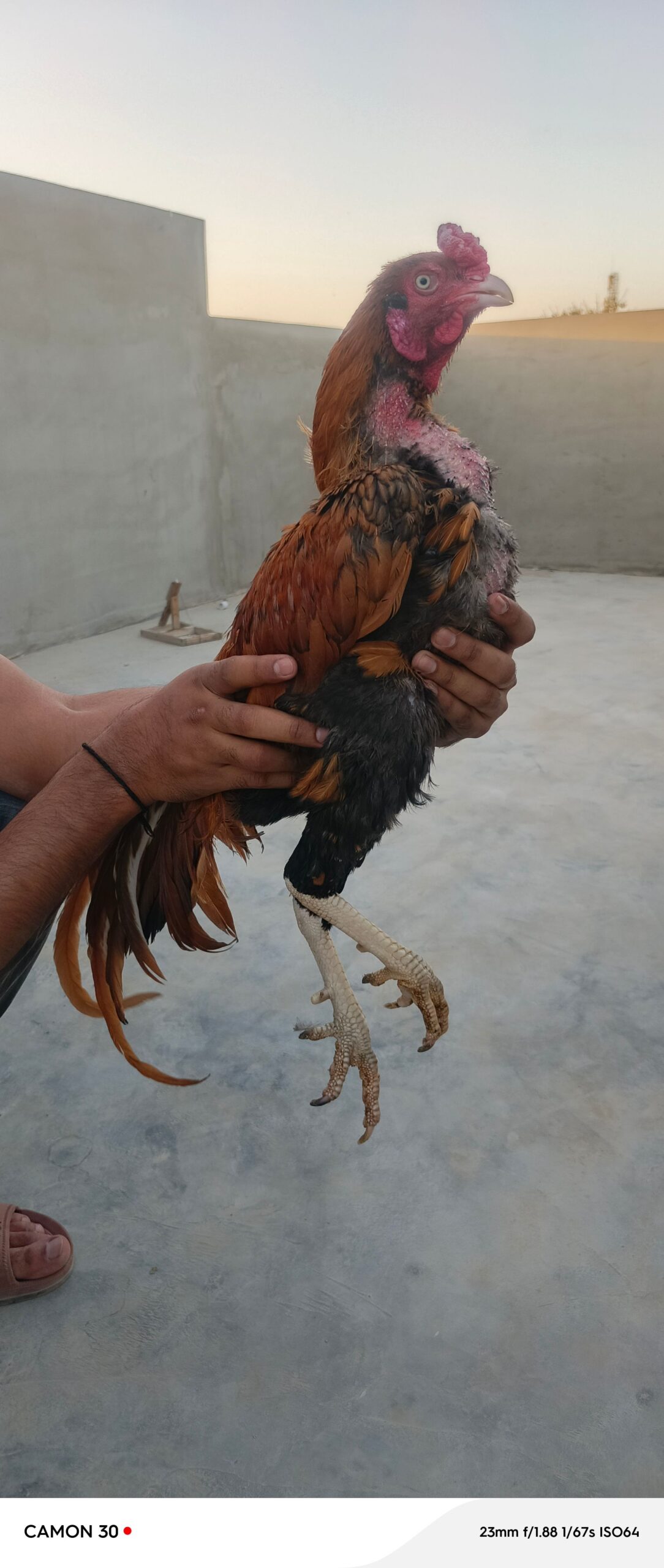 Aseel for sale mix breed mia wali and jageeri