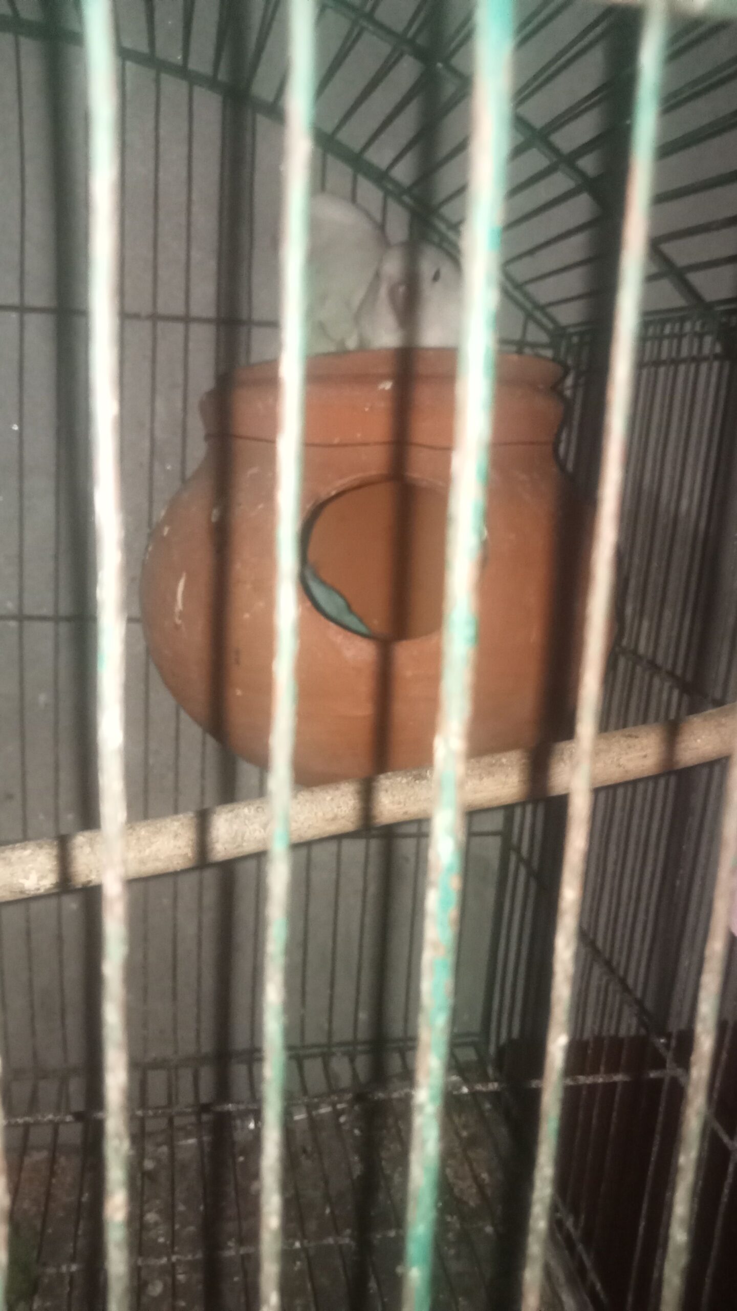 Love bird ke breeder pair hai sab ki price hai or km Hoje gi