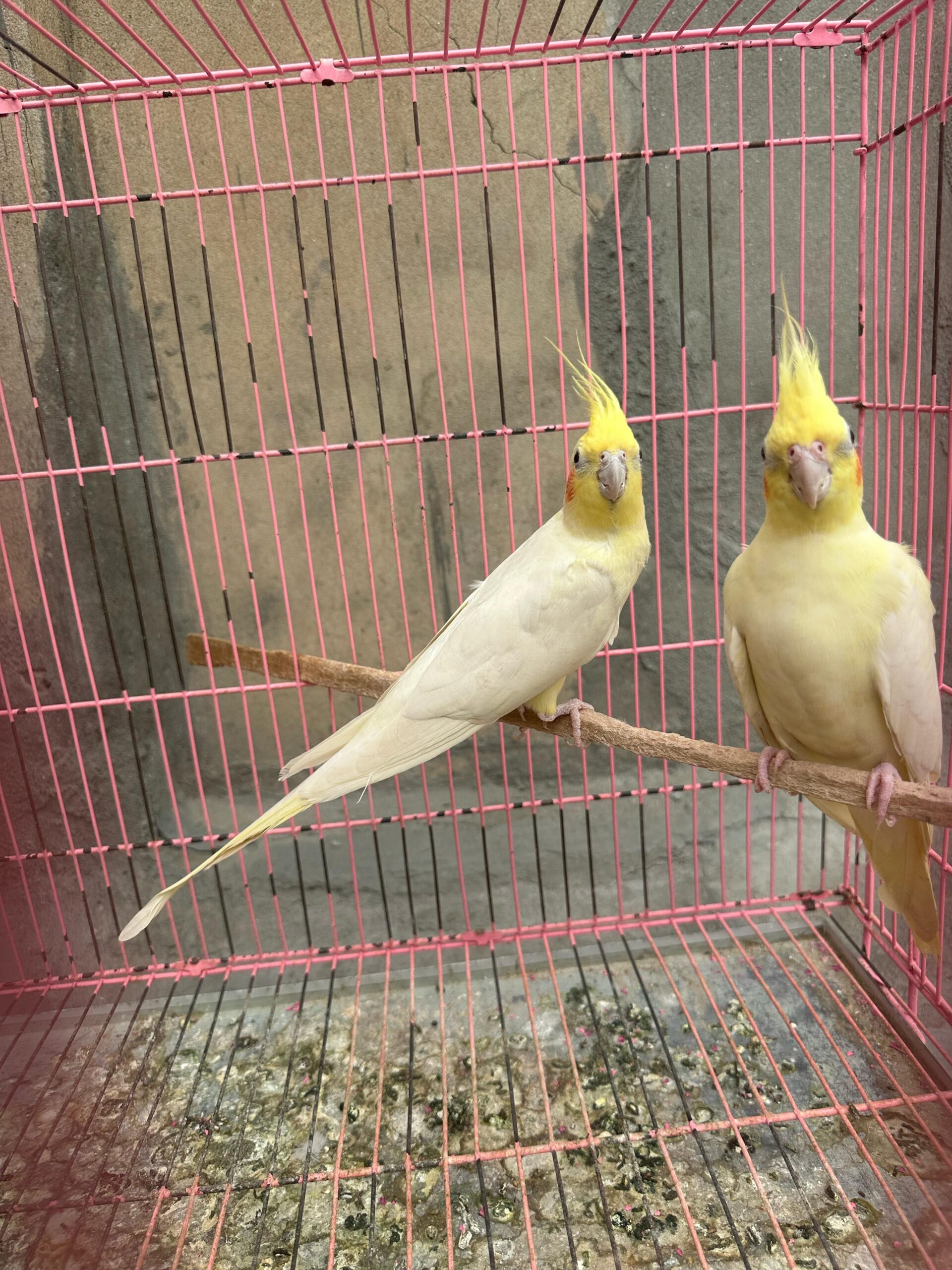 Parrot is available for sale