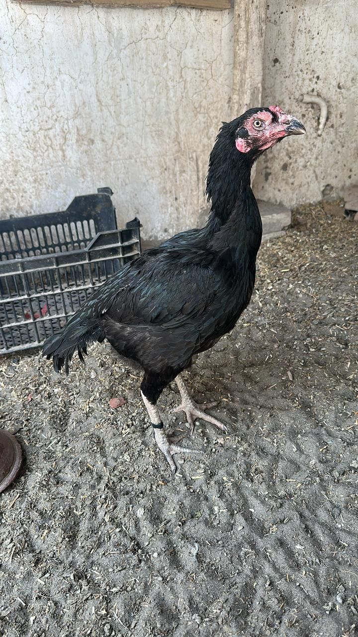 اصیل چوزے ۔2 ایک نر ایک مادی ۔