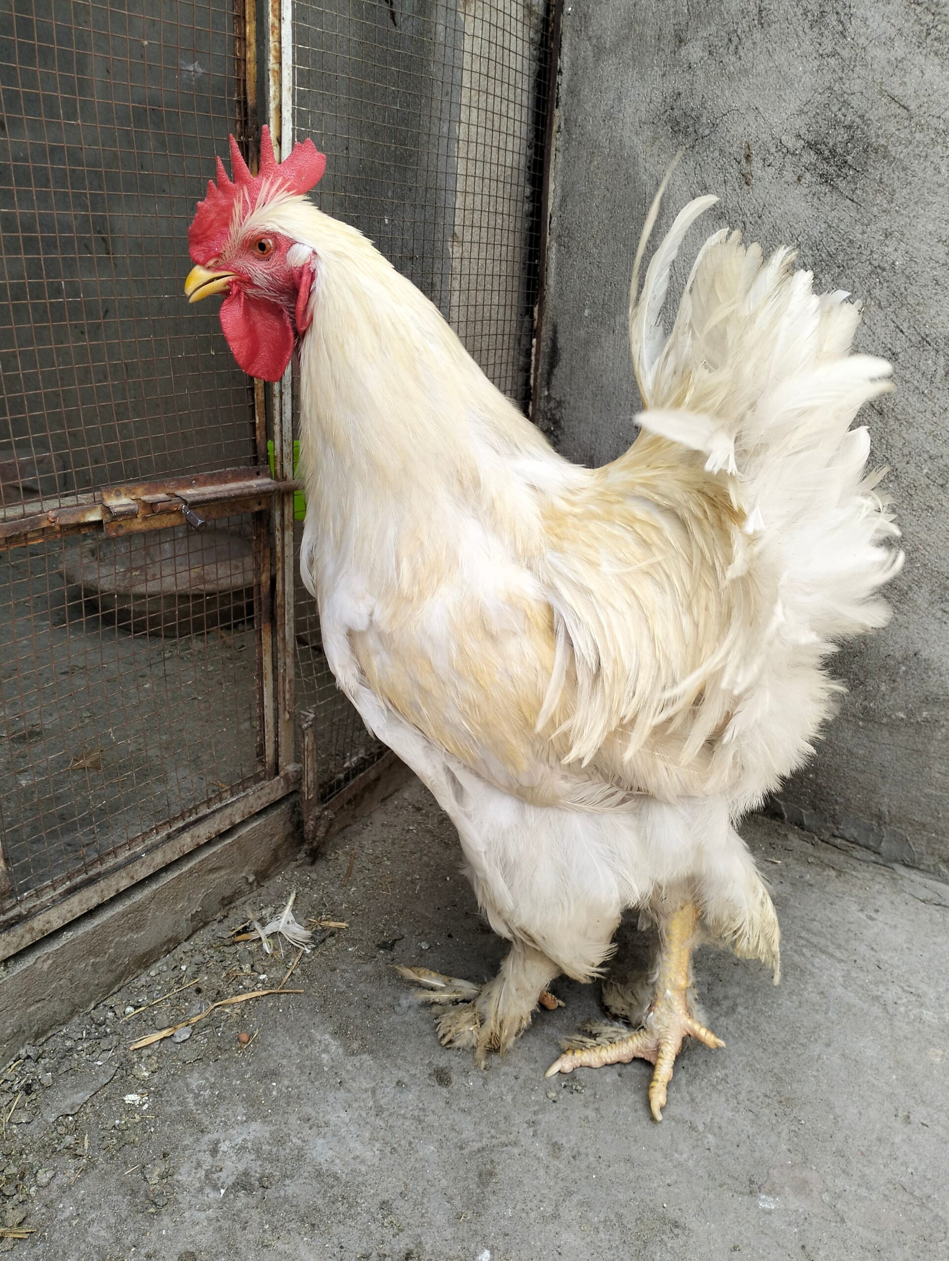 White heavy buff male