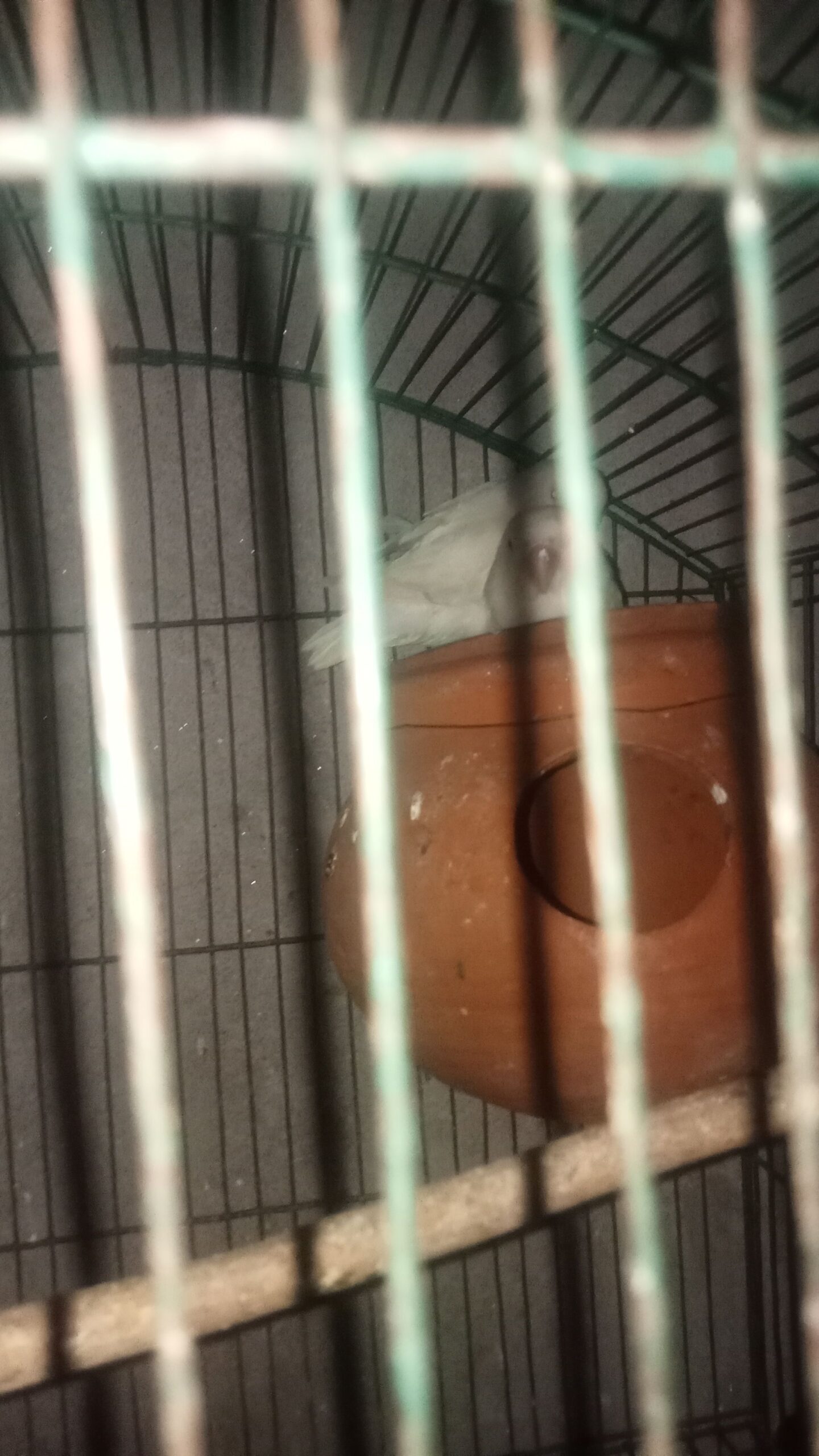 Love bird ke breeder pair hai sab ki price hai or km Hoje gi