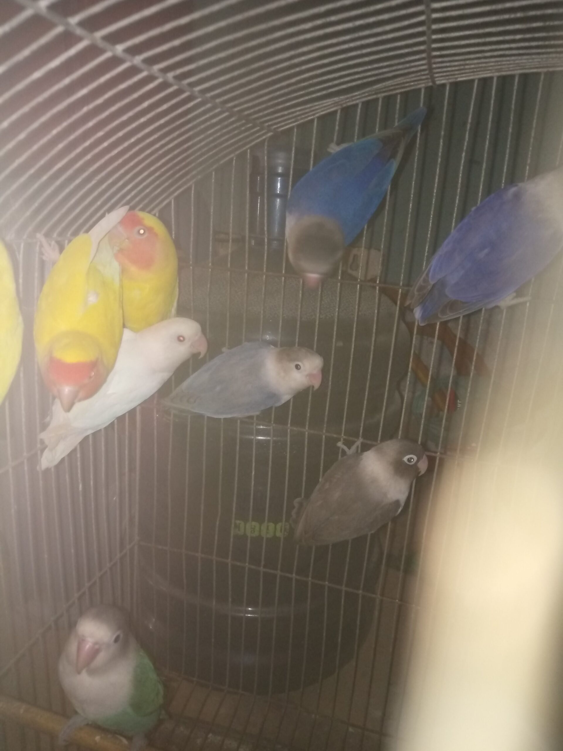 Home breeder pair albinoo split red eye female 3500 lotion pair with chick prize 6000 blue fishery pair 4500 and 3 adult 1 pastel green and 2 fishery each piece 1500