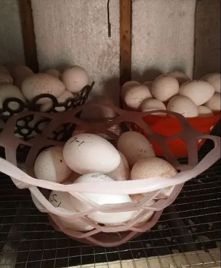 Turkey Chicks