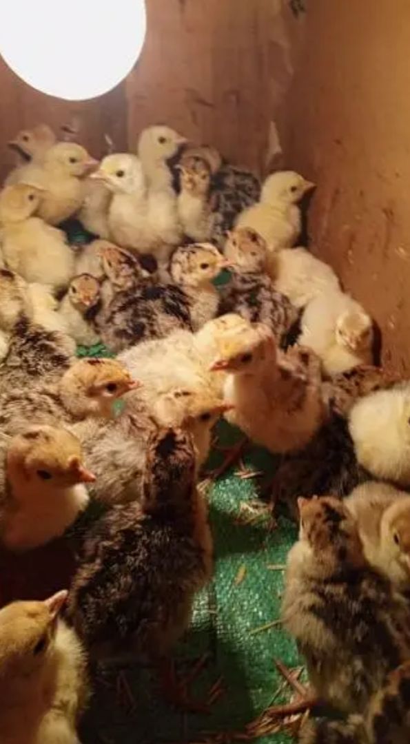 Turkey Chicks