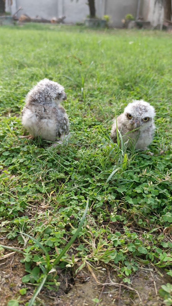 Pokit owl baby available