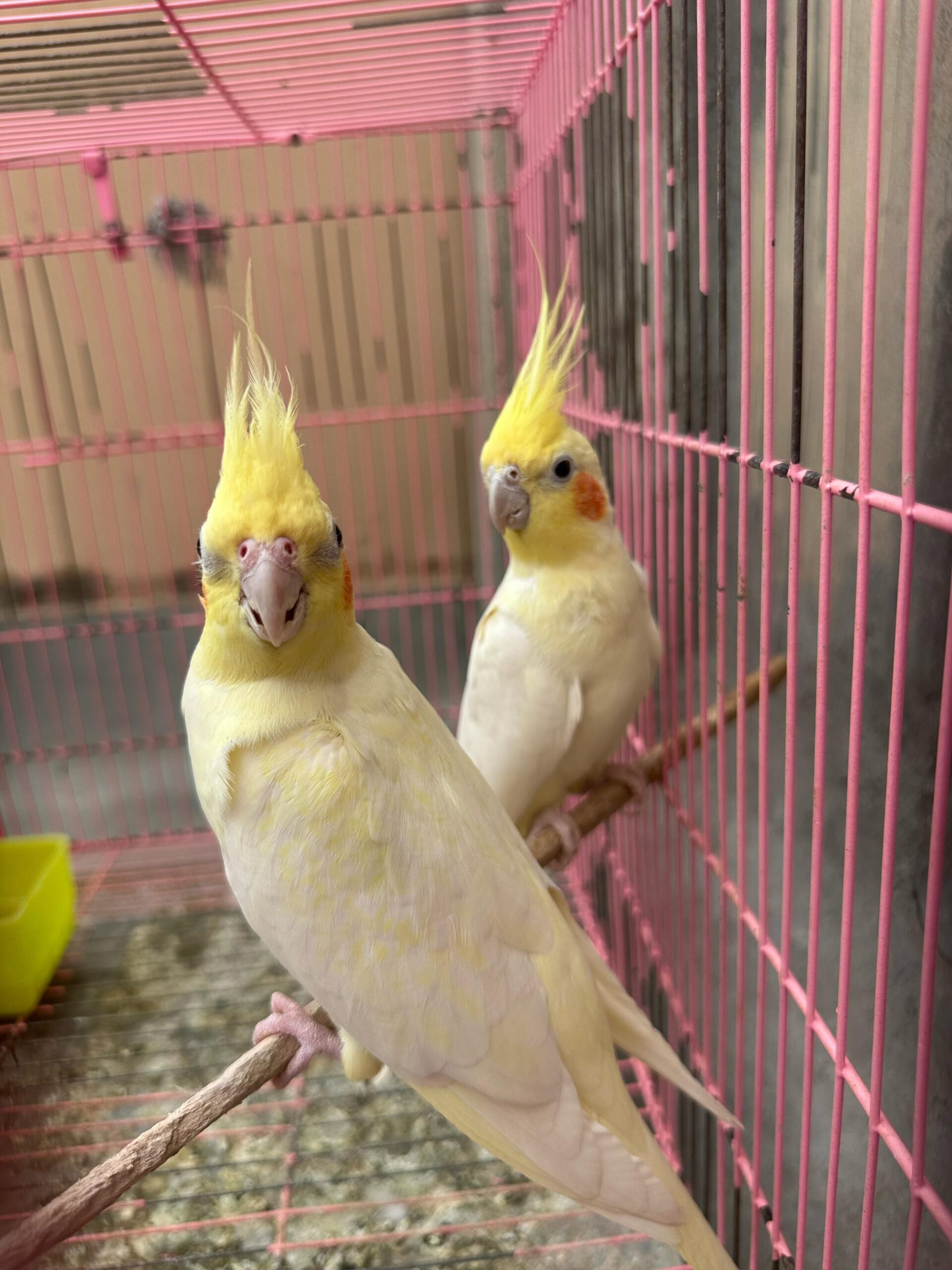 Parrot is available for sale