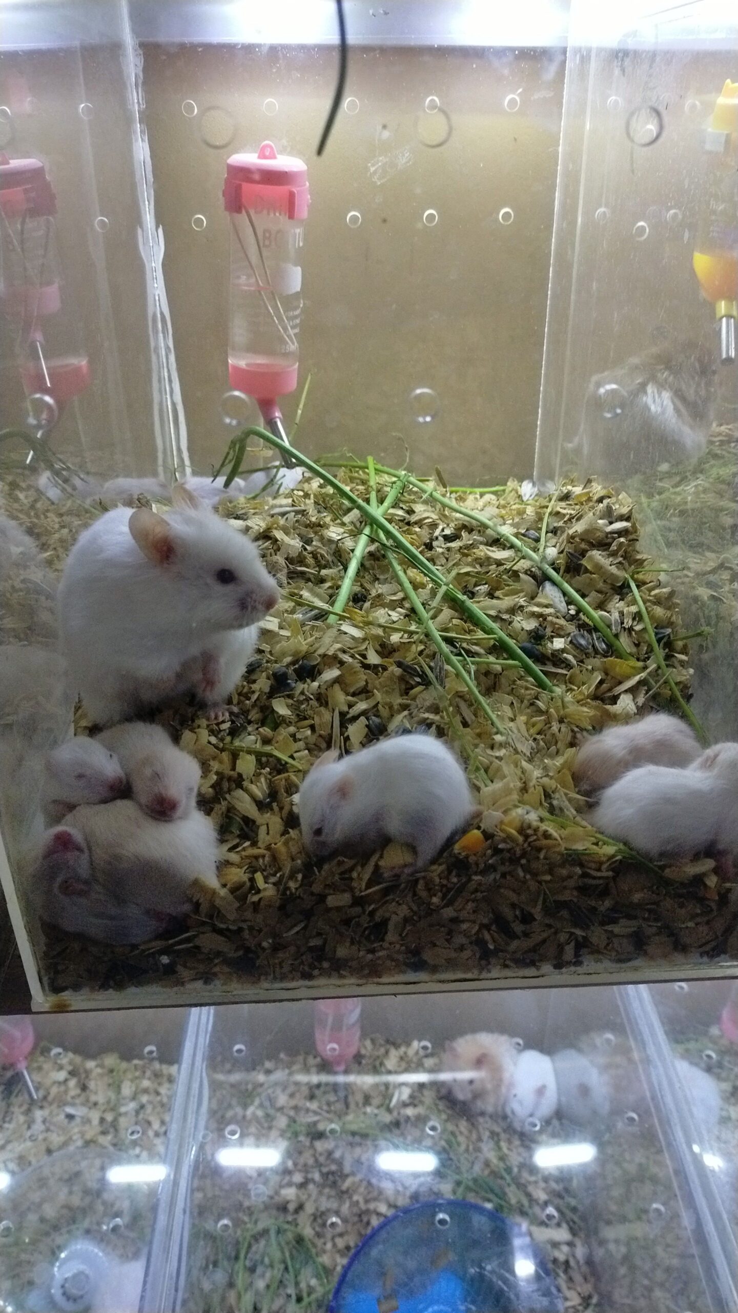 Hamsters for sale in Lahore with all accessories