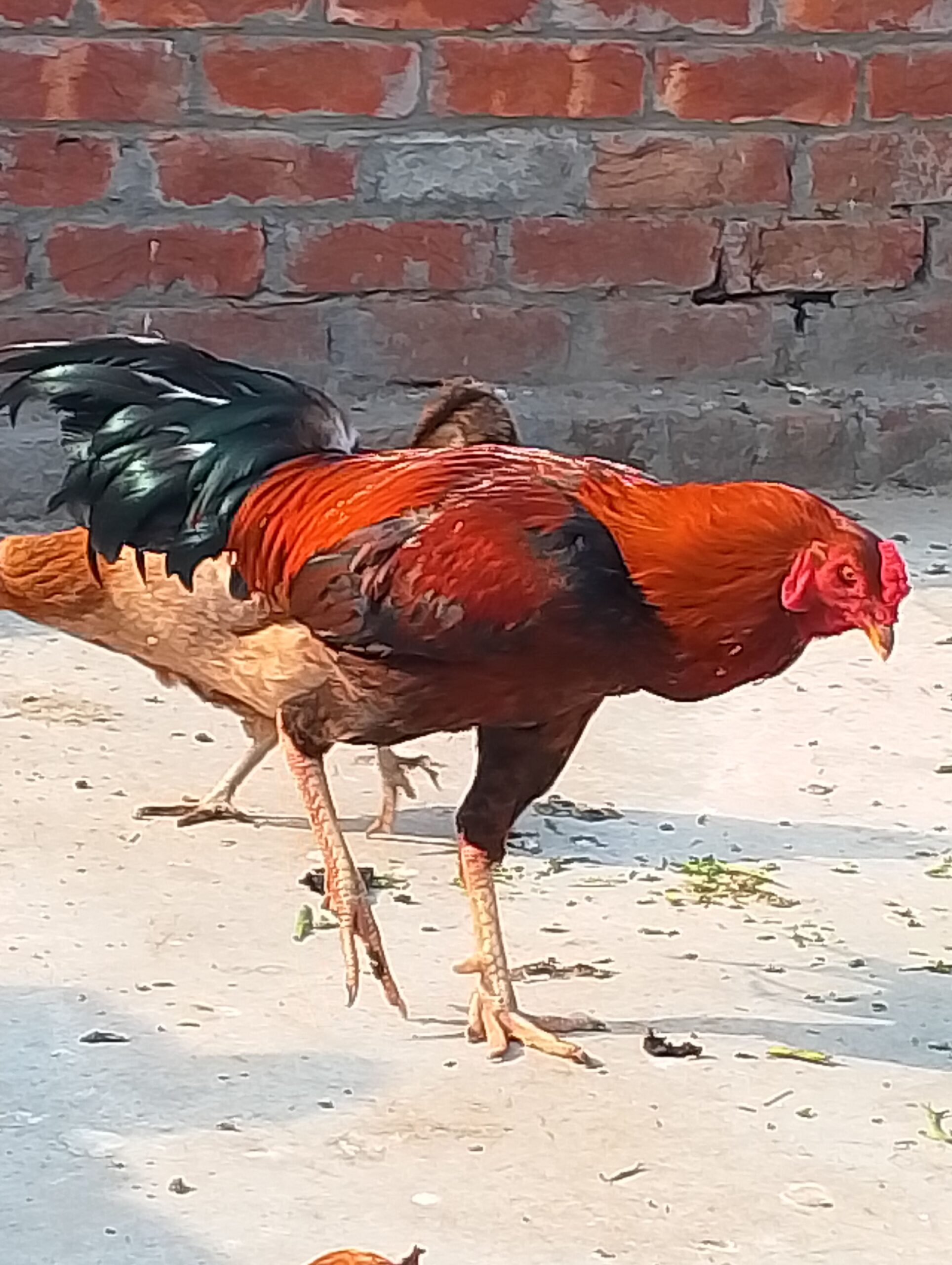Aseel Murgha