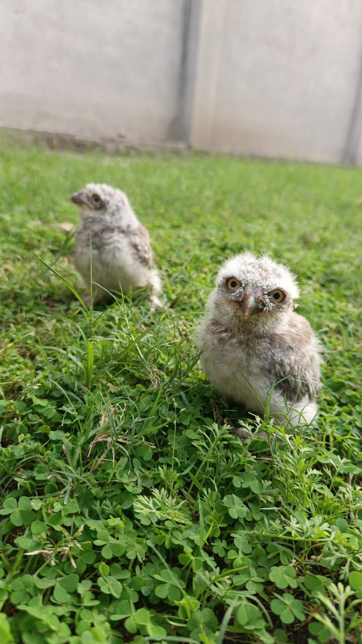 Pokit owl baby available
