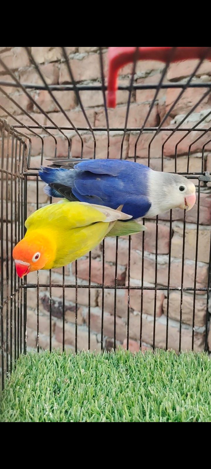Love Birds