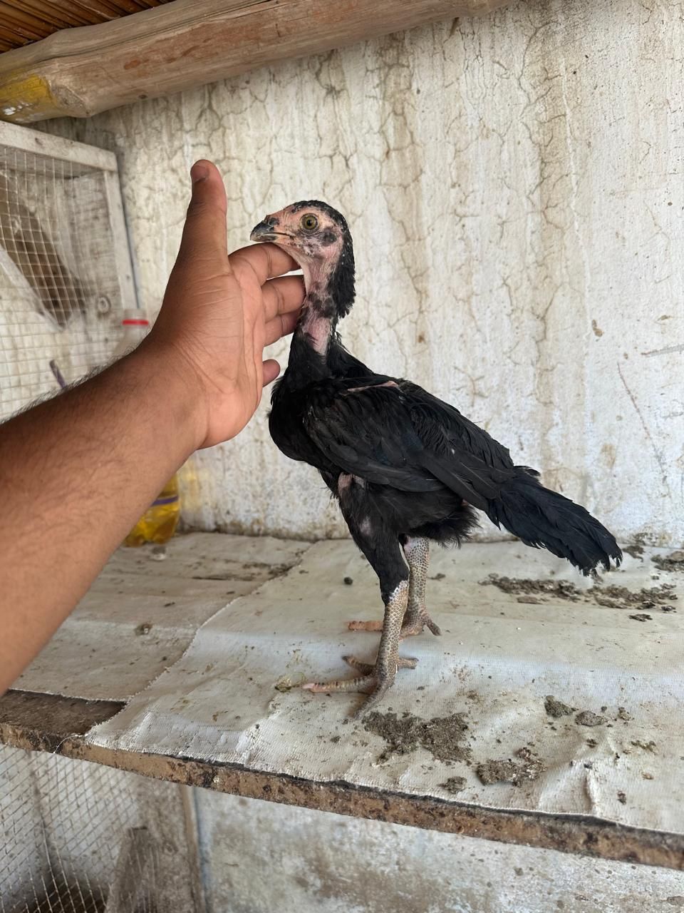 اصیل چوزے ۔2 ایک نر ایک مادی ۔