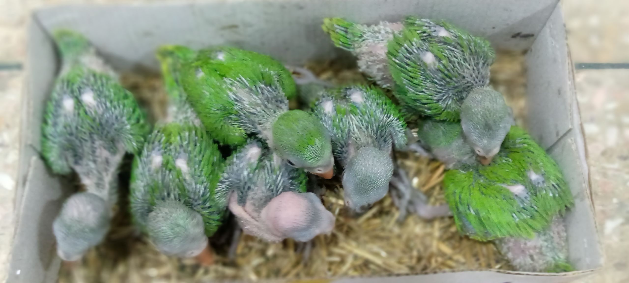 Bird sale