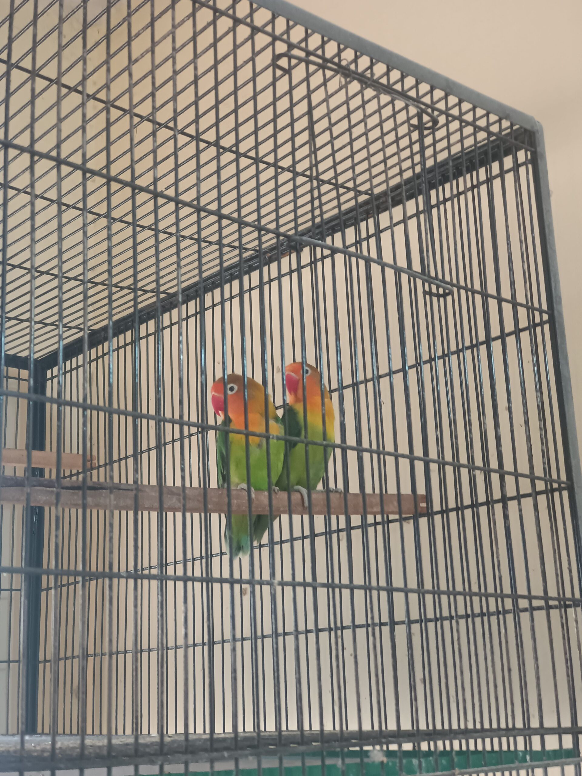 Love birds green fisher