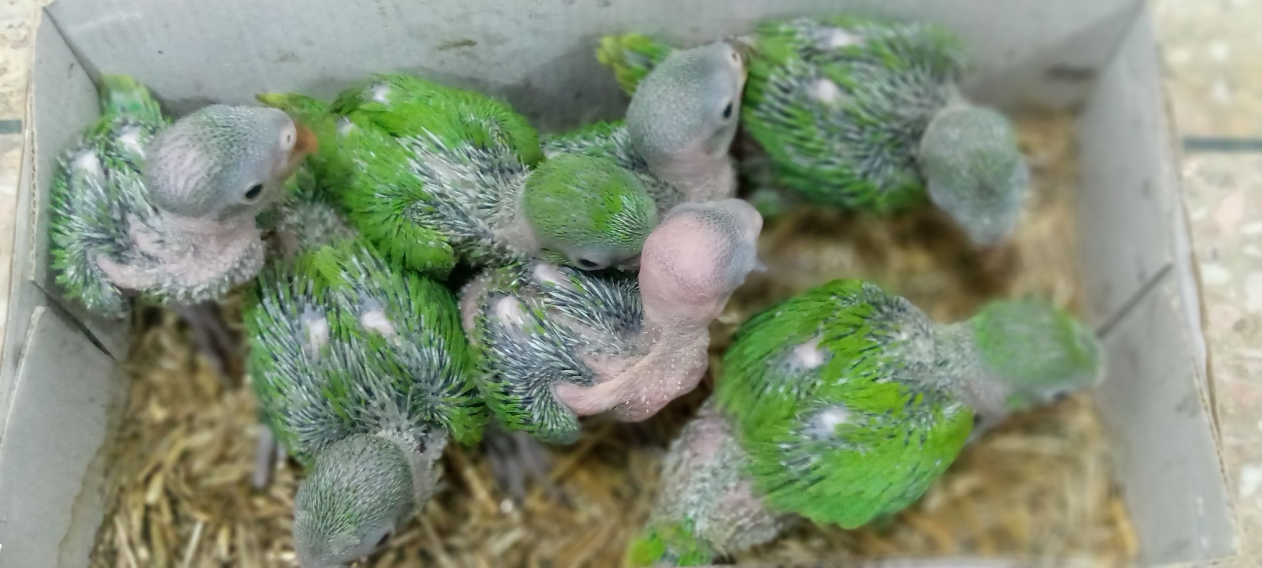 Bird sale