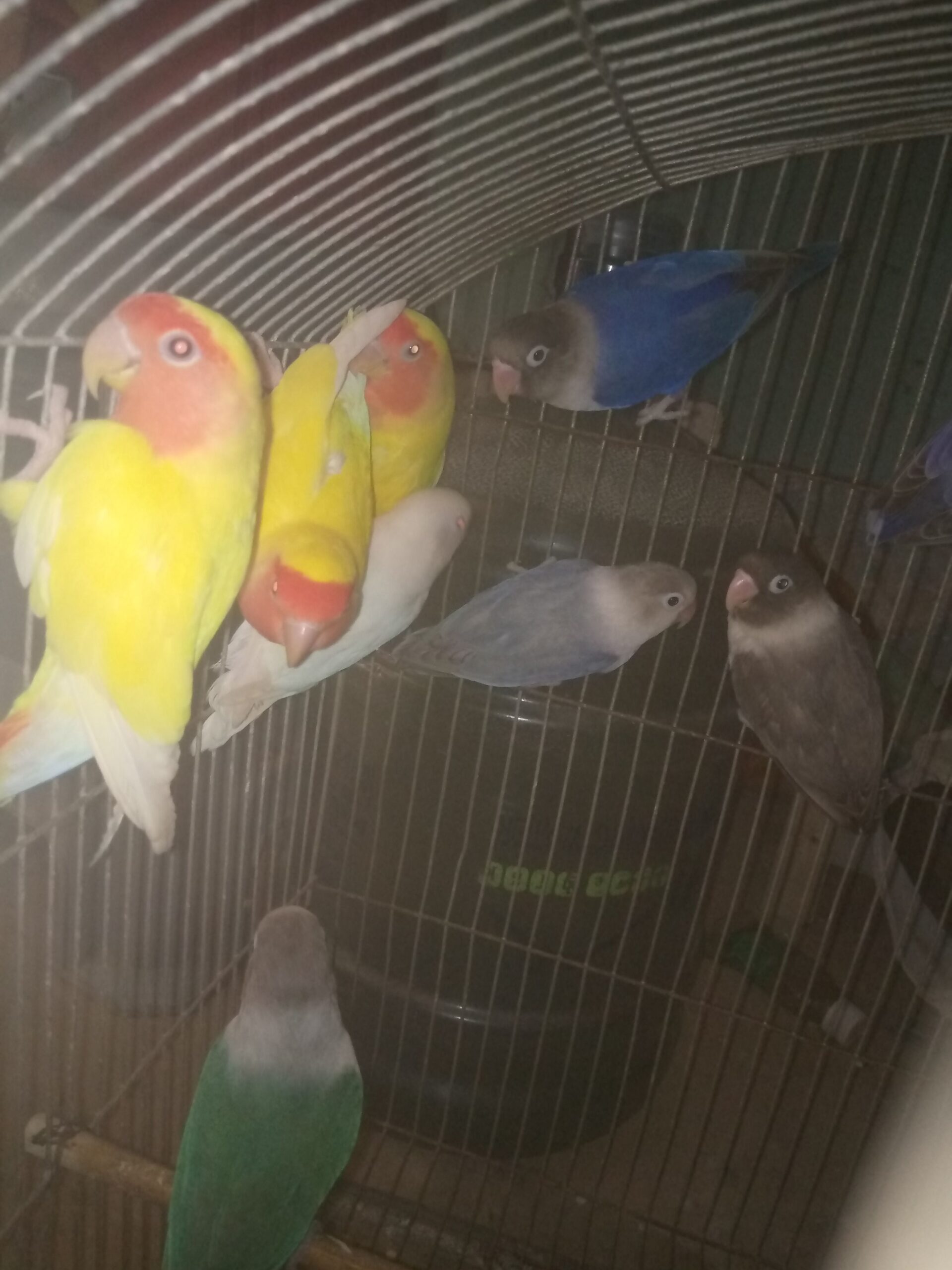 Home breeder pair albinoo split red eye female 3500 lotion pair with chick prize 6000 blue fishery pair 4500 and 3 adult 1 pastel green and 2 fishery each piece 1500