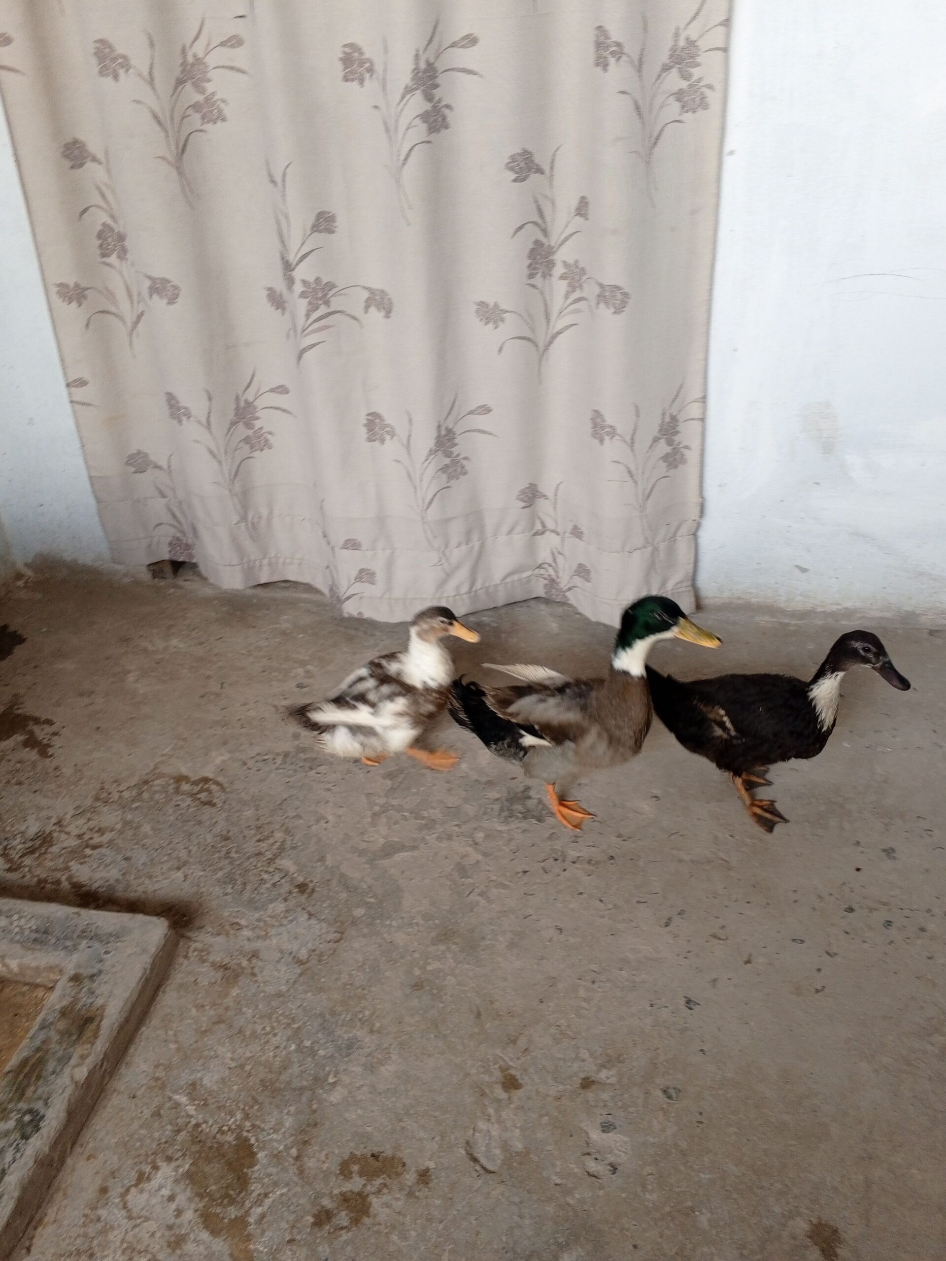 Ducks for sale
