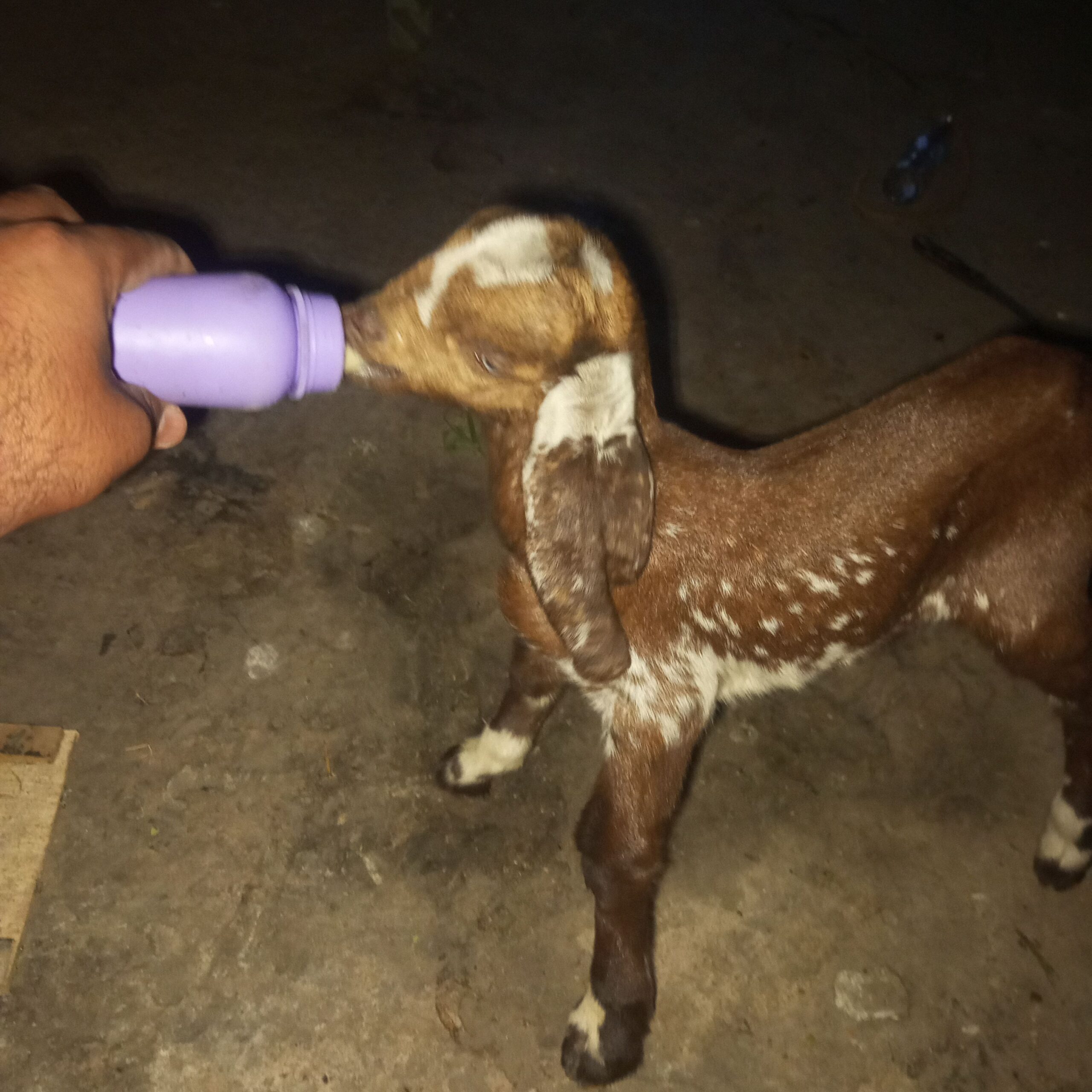 1 bakri 1 teddy Bakra 1 chota bakra