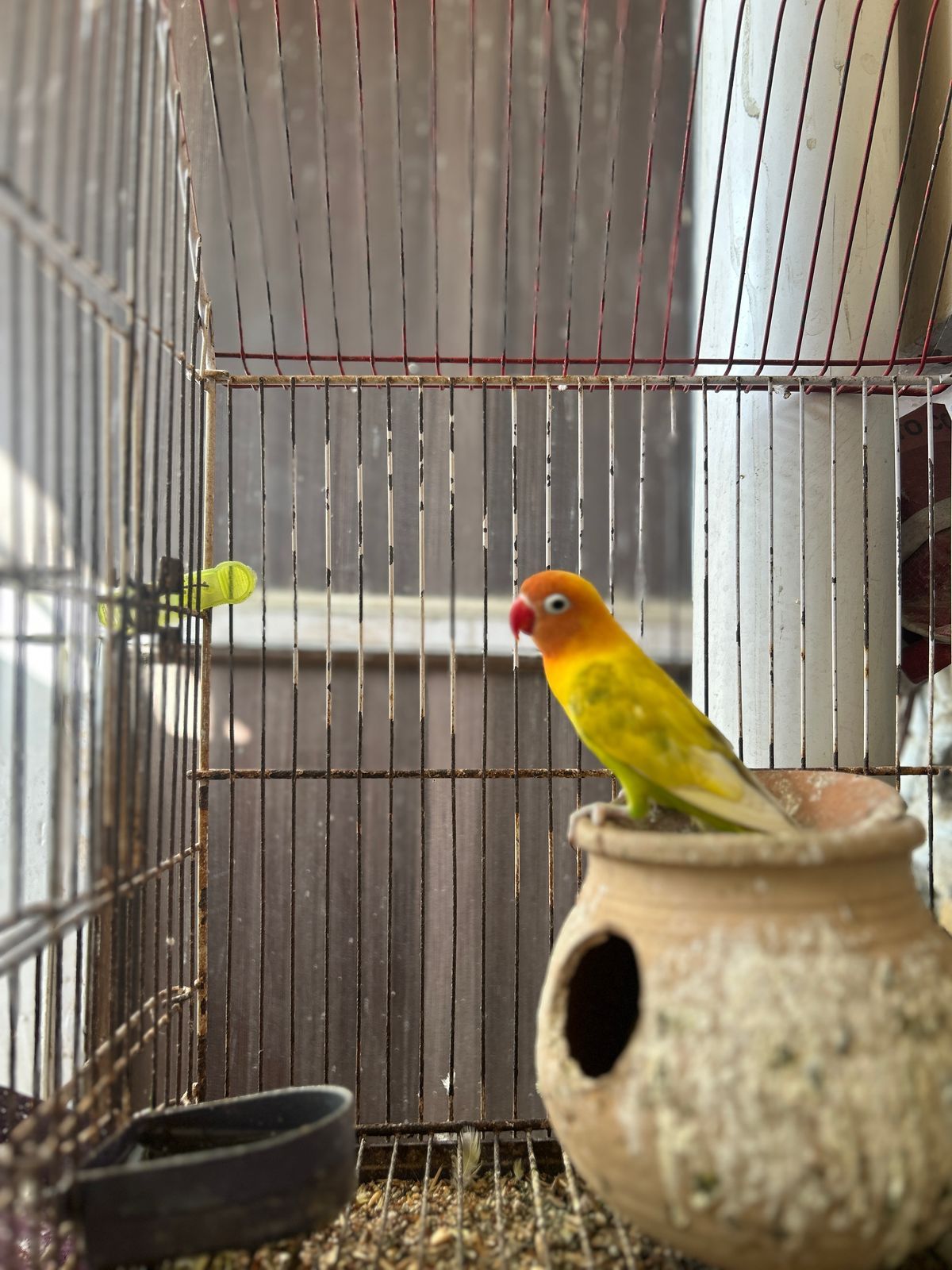 Love birds