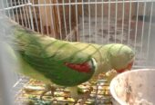 Female parrot 🦜 for sale