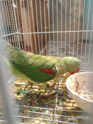 Female parrot 🦜 for sale