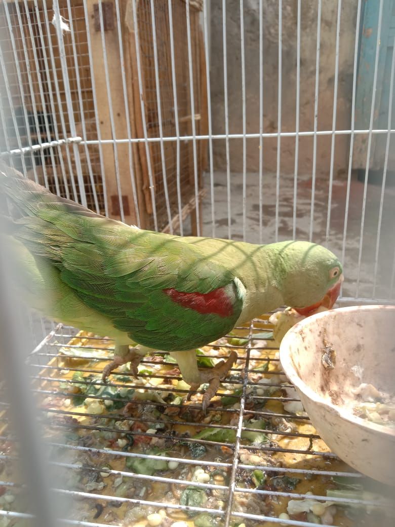 Female parrot 🦜 for sale