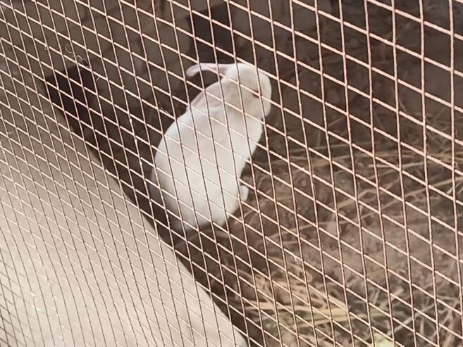 Rabbits breeder (Red eye )